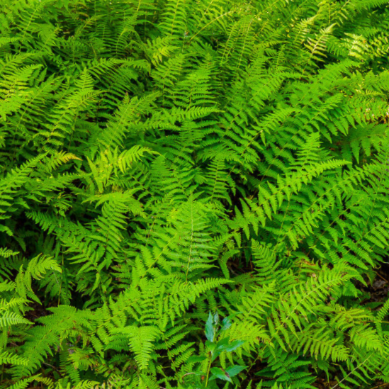 FERN -HAYSCENTED 19CM/G1 AB