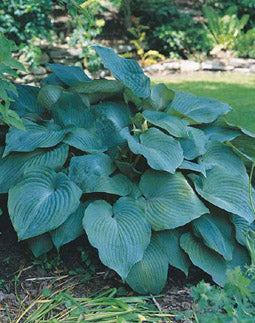 HOSTA 'BLUE ANGEL' 19CM
