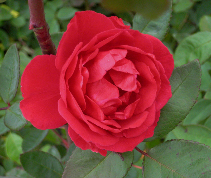 ROSE CL. 'BLAZE' G2