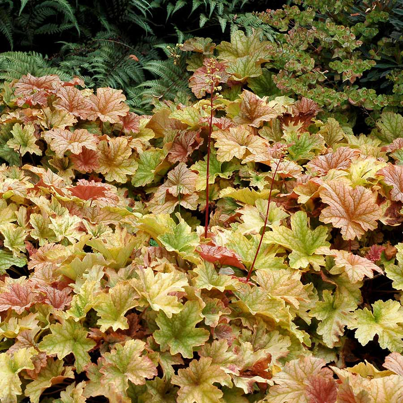 HEUCHERA 'TOPAZ JAZZ' 19CM PTW