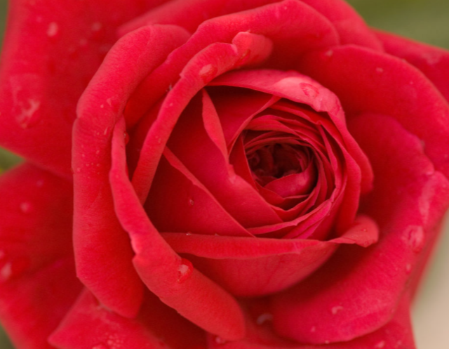ROSE E.E. 'KASHMIR' G2