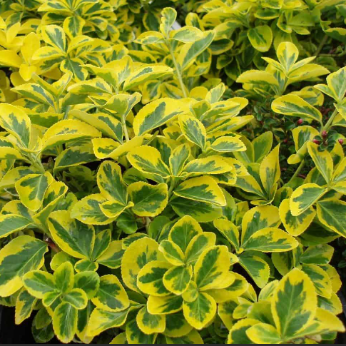 EUONYMUS FOR. 'EMERALD 'N GOLD' G2 10"