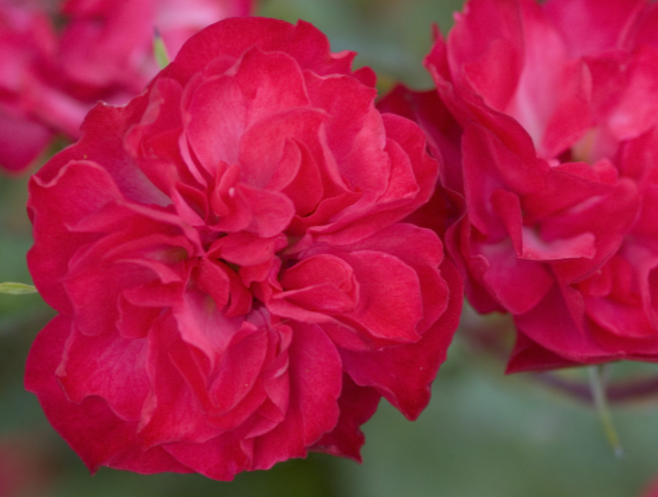 ROSE E.E. 'MYSTIC FAIRY'® G2