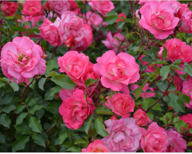 ROSE E.E. 'SUNRISE SUNSET' G2