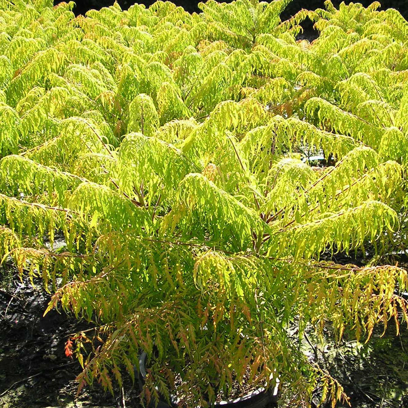 RHUS TYPHINA 'BAILTIGER' G3 18" FE