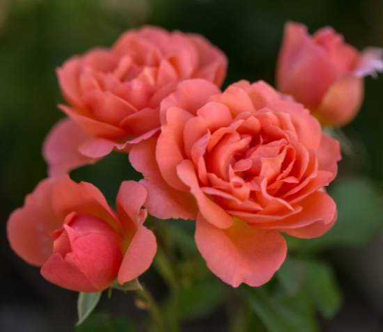 ROSE E.E. 'SWEET FRAGRANCE' G2