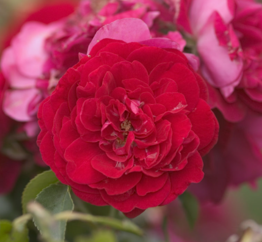 ROSE E.E. 'PAINT THE TOWN' G2