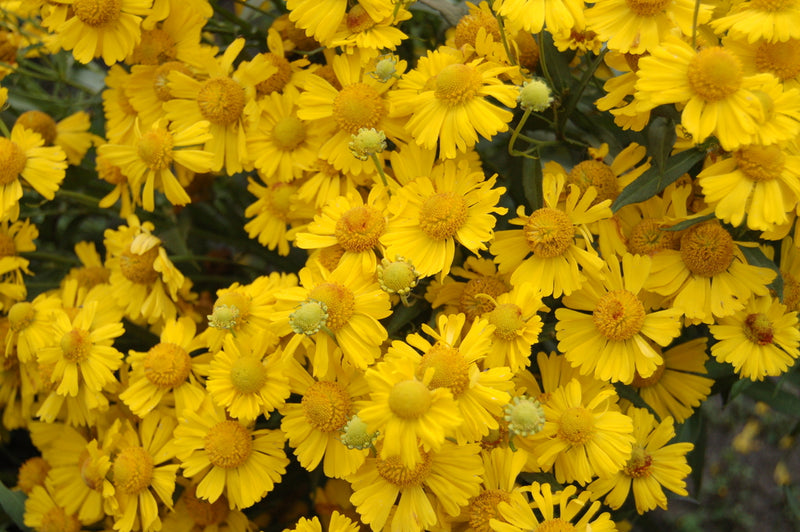 HELENIUM MARIACHI 'SOMBRERO' G1