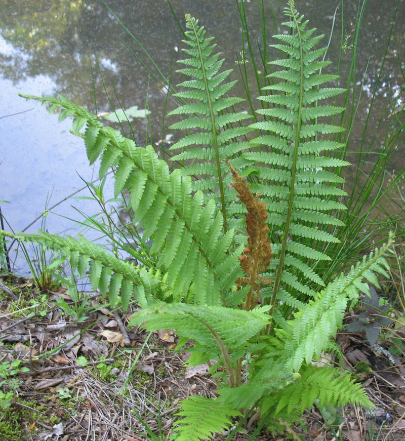 FERN -CINNAMON 19CM/G1 AB