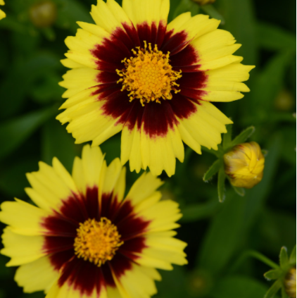 COREOPSIS 'UPTICK YELLOW AND RED' 19CM PTW