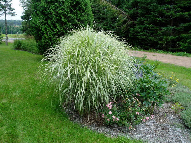 GRASS - M. S. 'VARIEGATUS' G2