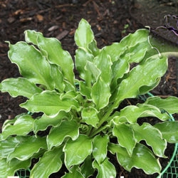 HOSTA 'WHEEE 19CM PW