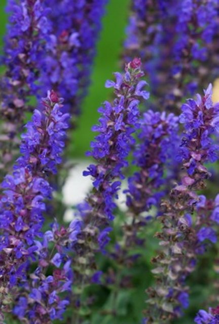 SALVIA 'BLUE BOUQUETTA' 19CM PTW