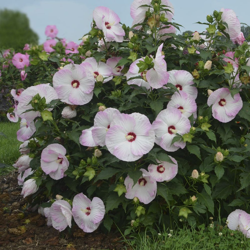 HIBISCUS X 'SUMMERIFIC BALLET SLIPPERS' G2 PW