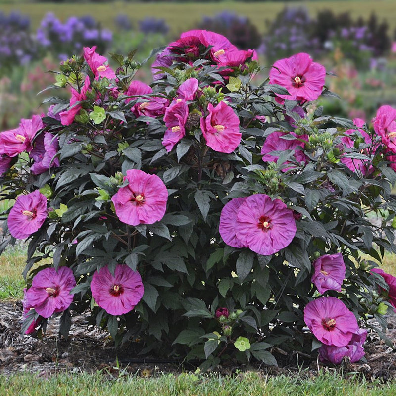HIBISCUS X 'SUMMERIFIC BERRY AWESOME' G2 PW