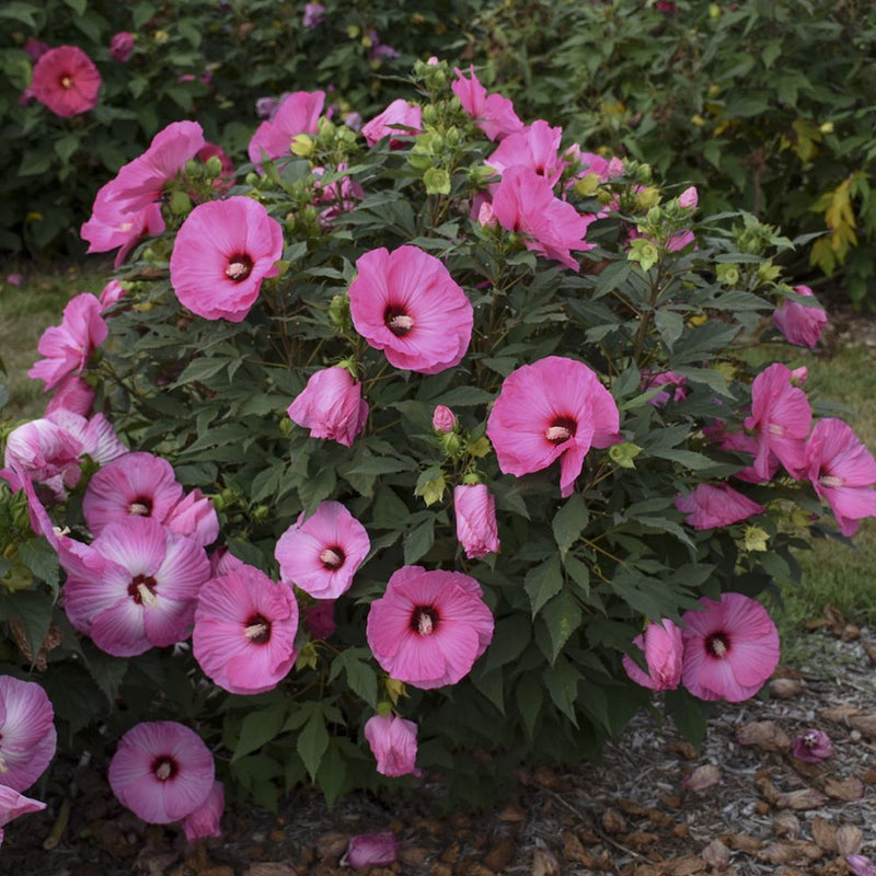 HIBISCUS X 'SUMMERIFIC CANDY CRUSH' G2 PW