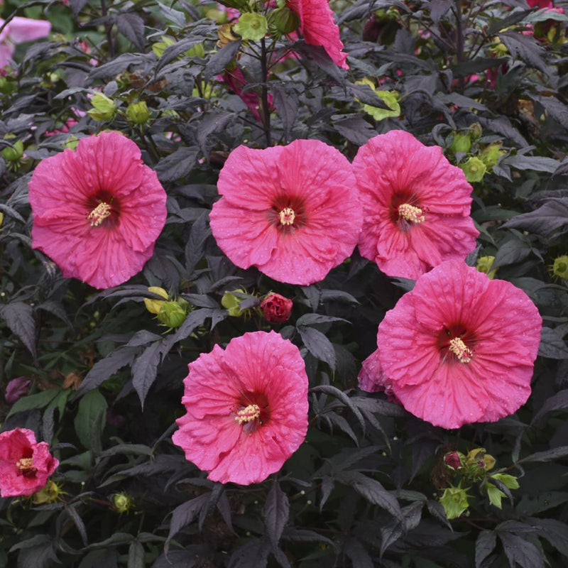 HIBISCUS X 'SUMMERIFIC EVENING ROSE' G2 PW