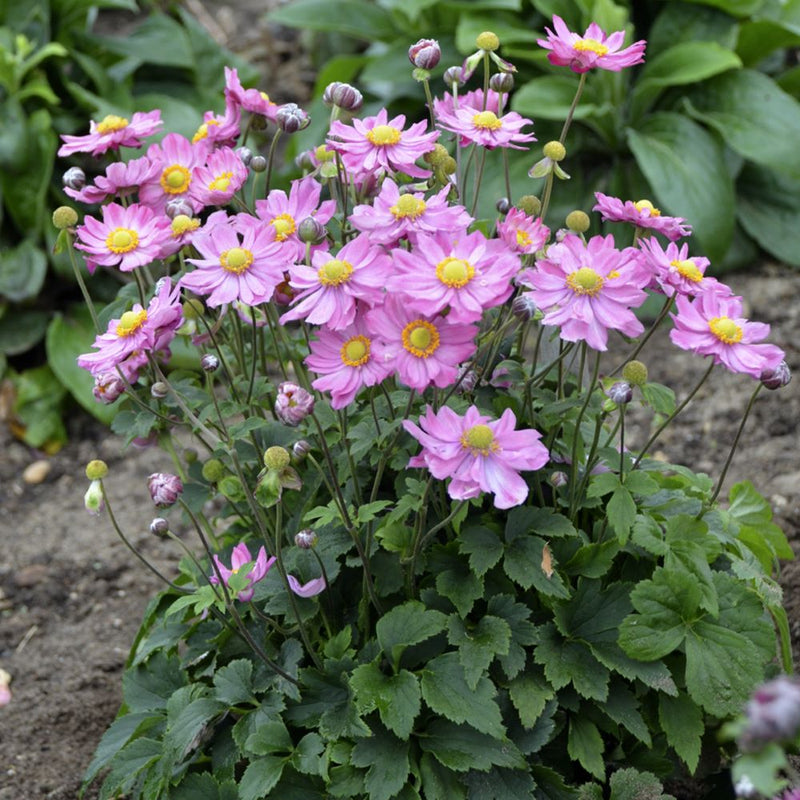 ANEMONE 'CURTAIN CALL PINK' 19CM