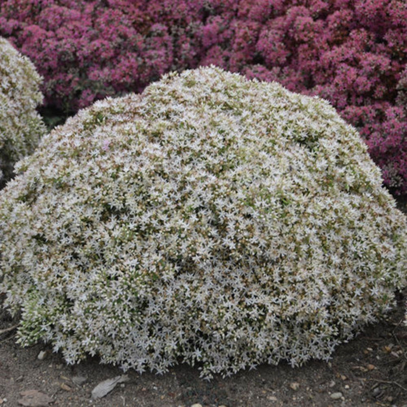 SEDUM ROCK 'N GROW 'BUNDLE OF JOY' G1 PW