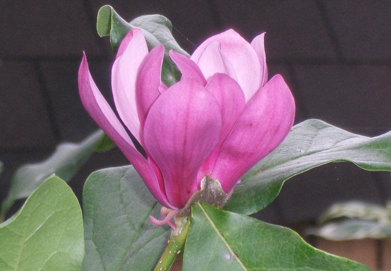 MAGNOLIA X 'ANN' G3 24-30"