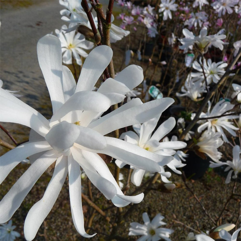 MAGNOLIA S. 'ROYAL STAR' G3 24-30"