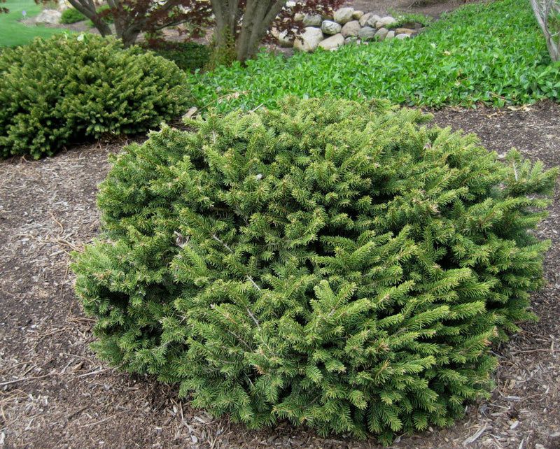 PICEA ABIES 'PUMILA' G3 12"