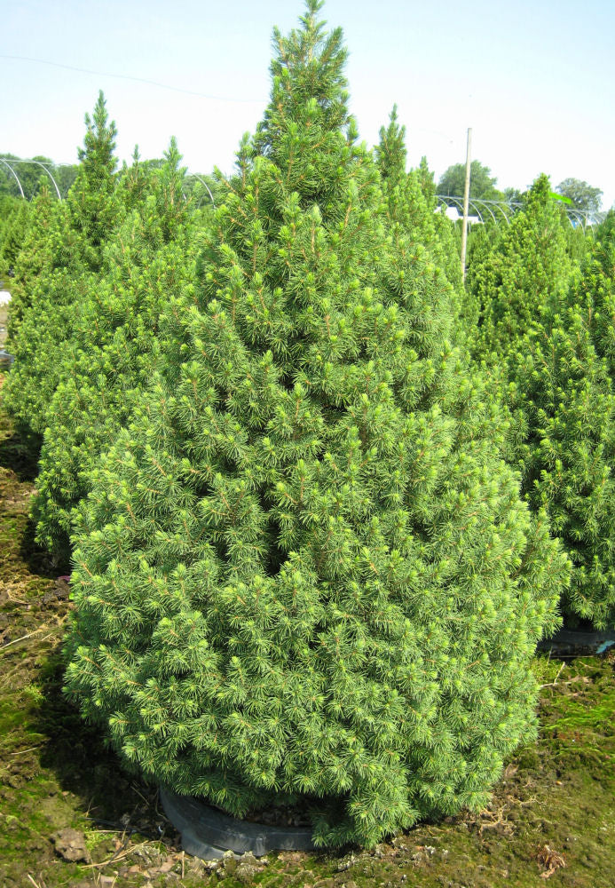 PICEA GLAUCA 'CONICA' G3 24"