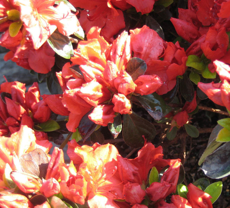 AZALEA GIRARDS CRIMSON G3 15"