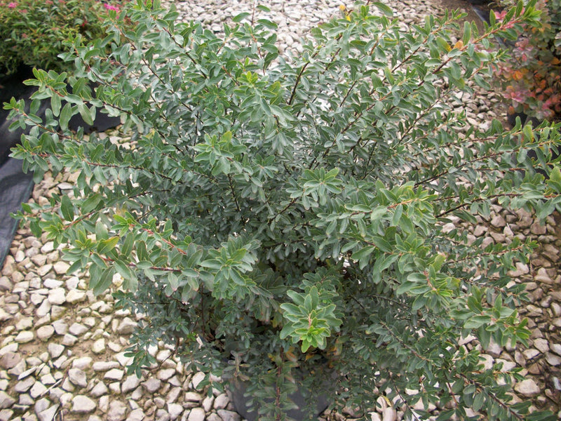 SPIRAEA NIPPONICA 'SNOWMOUND' G3 15"