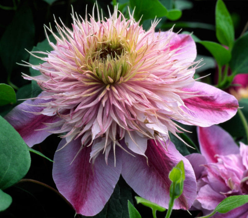 CLEMATIS 'EMPRESS' 19CM RE