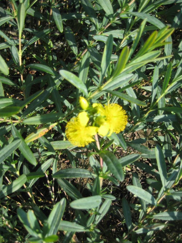HYPERICUM FRONDOSUM SUNBURST G2 12"