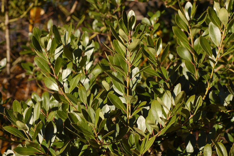ILEX GLABRA 'DENSA' G3 15"