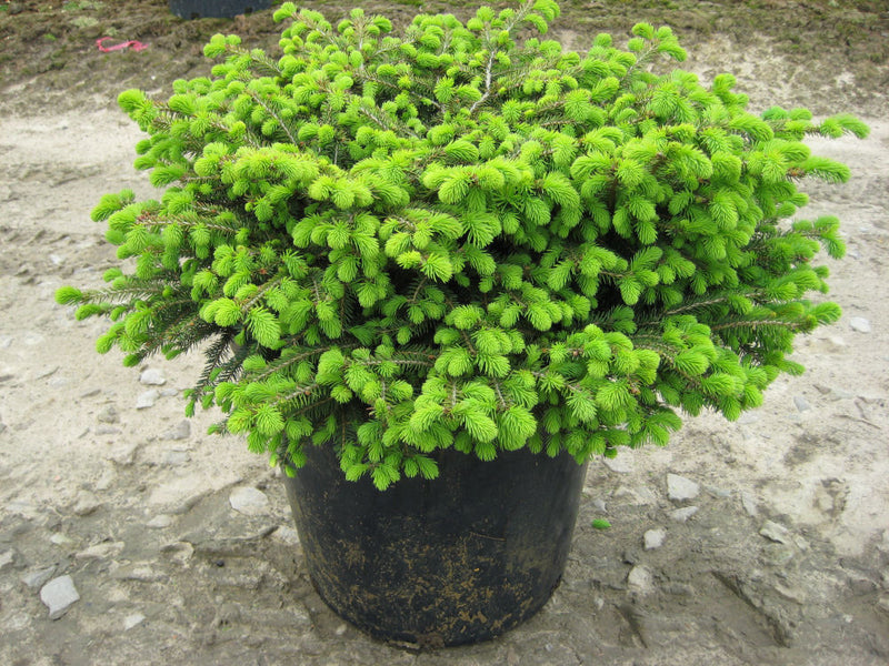 PICEA ABIES 'NIDIFORMIS' G3 12"