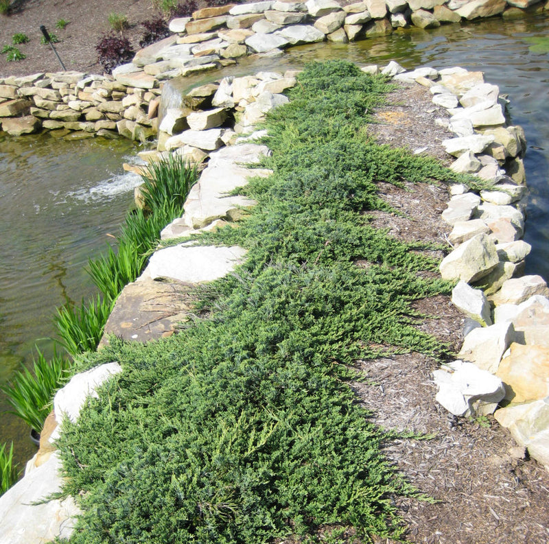 JUNIPER HORIZ. 'WILTONI' G2 10"