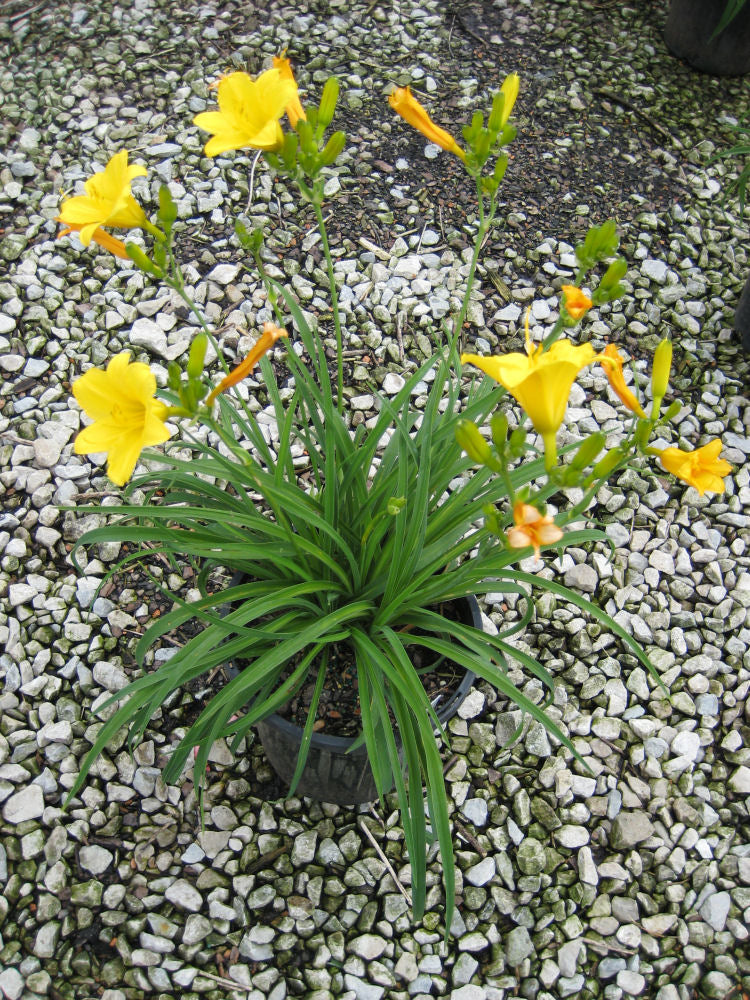 HEMER STELLA DE ORO 19CM/G1