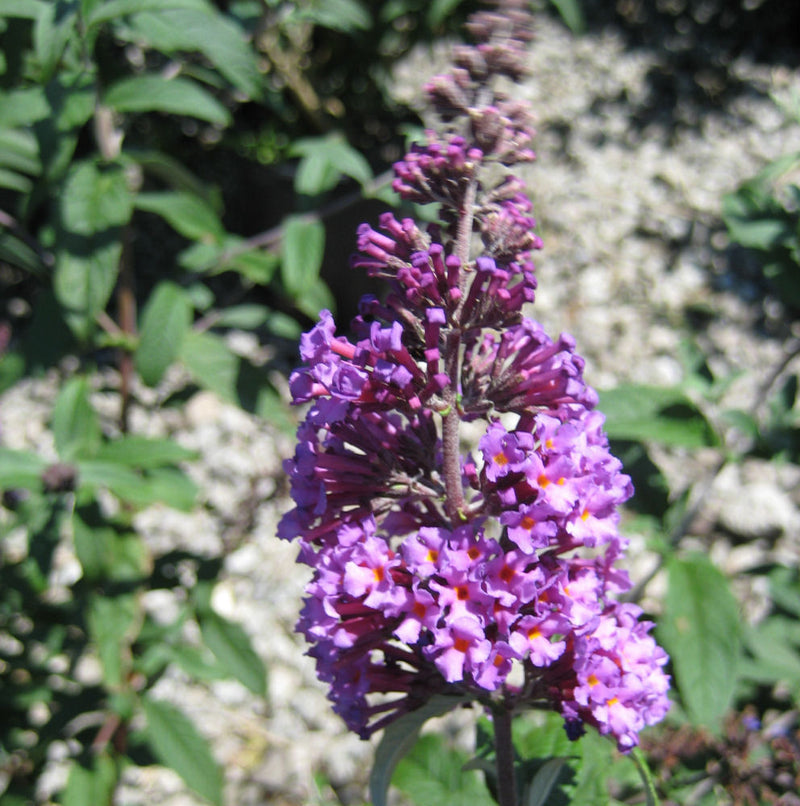 BUDDLEIA 'BUTTERFLY MAGIC' G3 3/PER POT