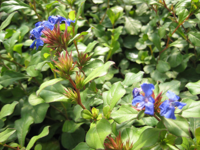 CERATOSTIGMA PLUMBAGINOIDES 19CM