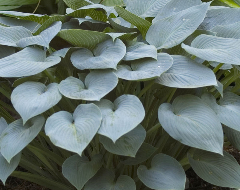HOSTA 'HALCYON' 19CM