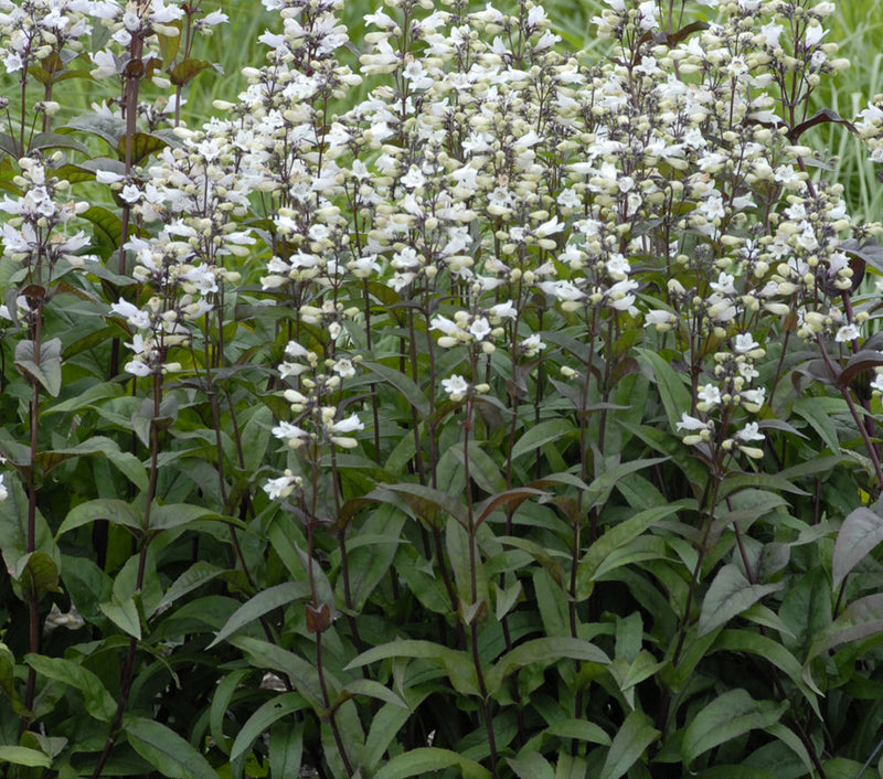 PENSTEMON DIG. 'HUSKER RED' G1 AB