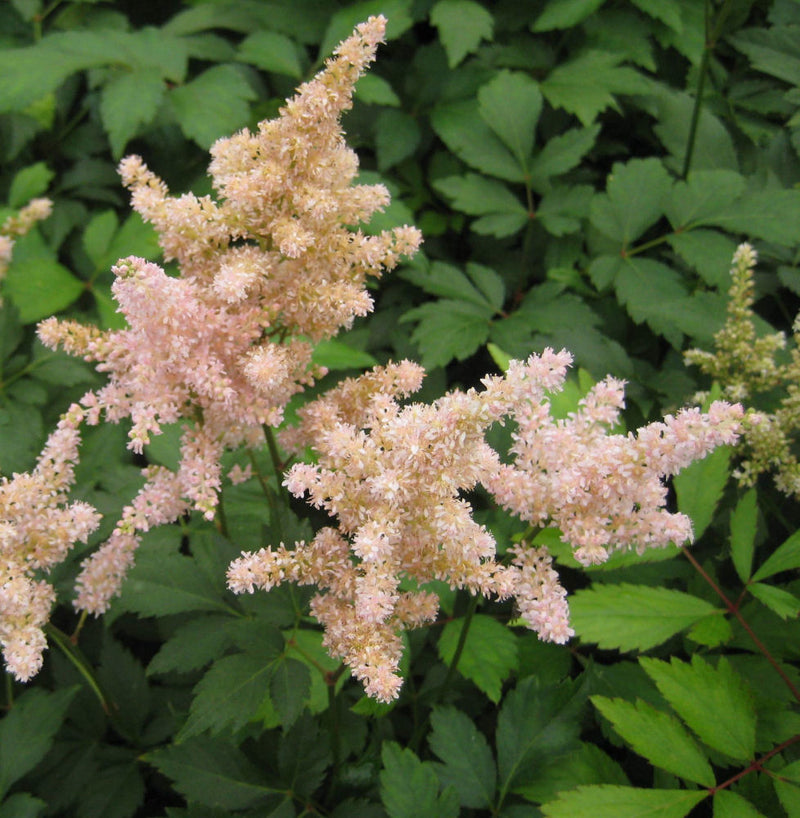 ASTILBE 'PEACH BLOSSOM' 19CM