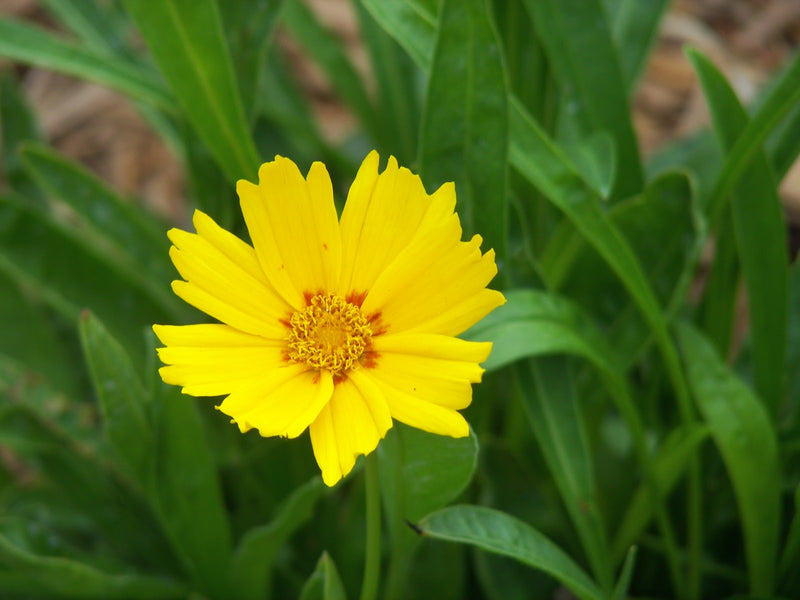 COREOPSIS G. 'BABY SUN' 19CM