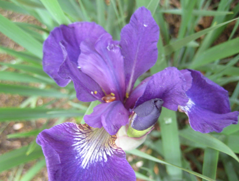 IRIS SIBERICA 'CAESARS BROTHER' 19CM