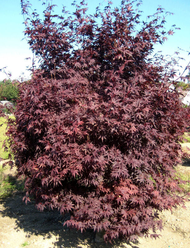 ACER PA. 'CRIMSON PRINCE' G3 24"