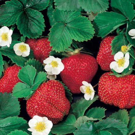 FRAGARIA 'OZARK BEAUTY' G1