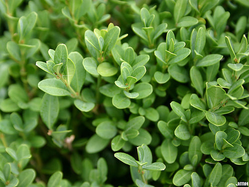 BUXUS M. 'GREEN GEM' G3 12"