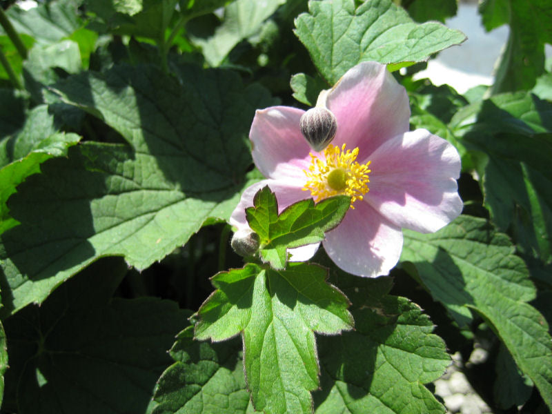 ANEMONE H. 'SEPTEMBER CHARM' 19CM