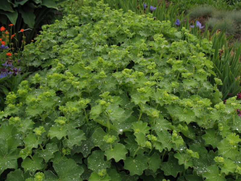 ALCHEMILLA MOLLIS 'THRILLER' 19CM