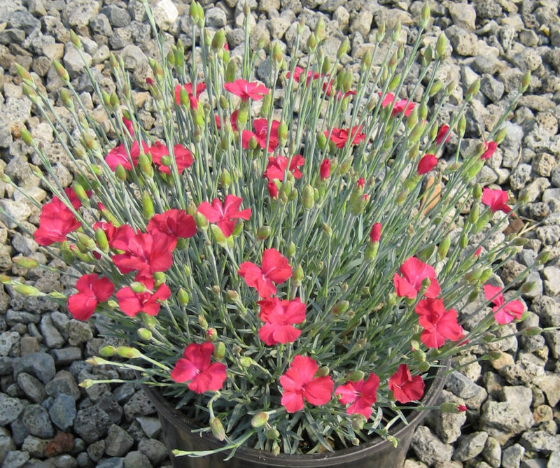 DIANTHUS GRAT. 'FROSTY FIRE' 19CM