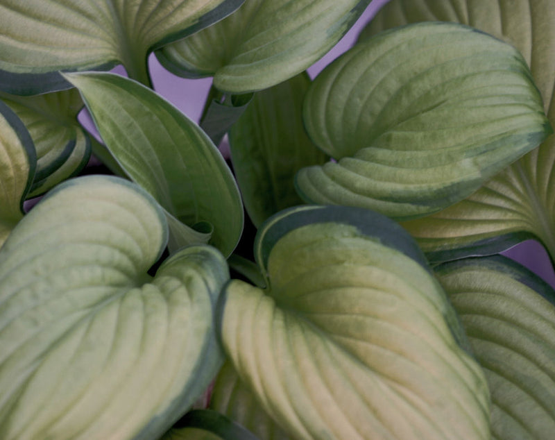 HOSTA 'GUACAMOLE' 19CM