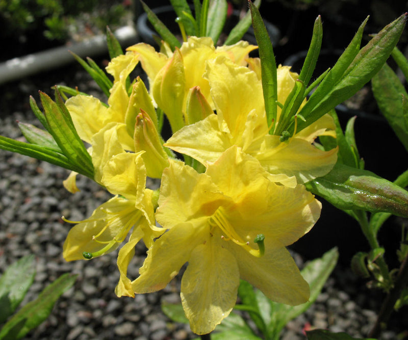 AZALEA EX. 'LEMON LIGHT' G3 15"